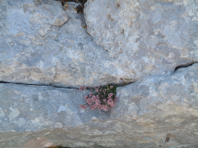 Asperula cynanchica / Stellina comune